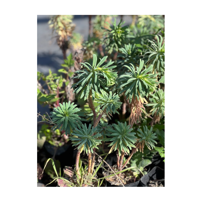 Euphorbia characias (Euforbia mediterránea)