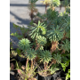 Euphorbia characias (Euforbia mediterránea)