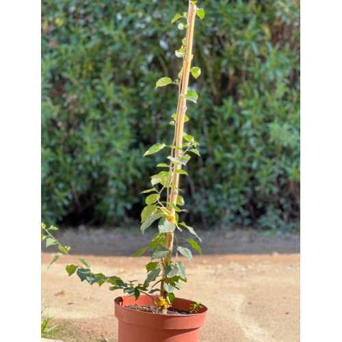 Bougainvillea MAC-28