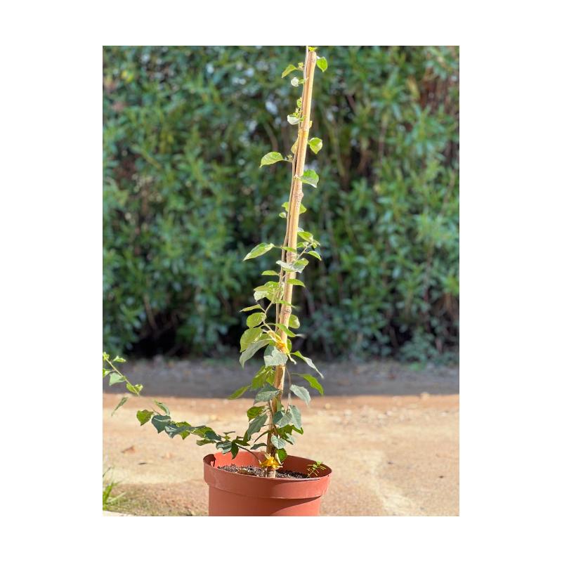 Bougainvillea MAC-28