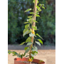 Bougainvillea MAC-28