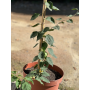 Bougainvillea MAC-28
