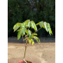 Schefflera actinophylla (Árbol paraguas / Umbrella Tree)