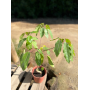 Schefflera actinophylla (Árbol paraguas / Umbrella Tree)