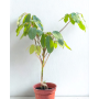 Schefflera actinophylla (Árbol paraguas / Umbrella Tree)