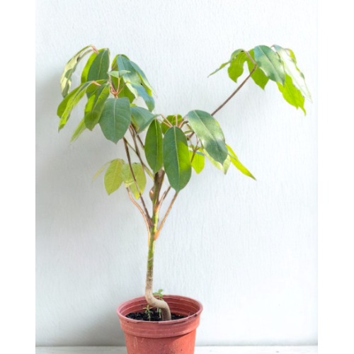 Schefflera actinophylla (Árbol paraguas / Umbrella Tree)