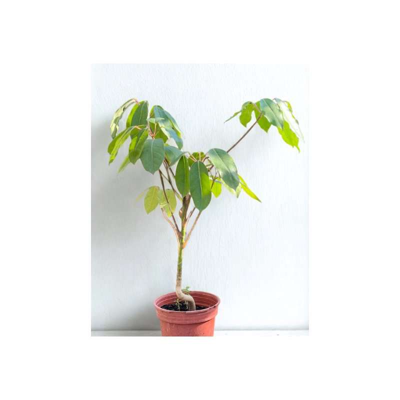 Schefflera actinophylla (Árbol paraguas / Umbrella Tree)