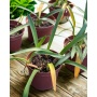 Amarilis (Hippeastrum spp.)