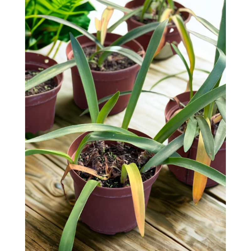 Amarilis (Hippeastrum spp.)