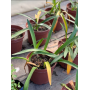 Amarilis (Hippeastrum spp.)
