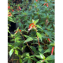 Fosforito (Plectranthus neochilus / Coleus neochilus)