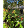 Fosforito (Plectranthus neochilus / Coleus neochilus)