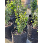 Evónimo (Euonymus japonicus)