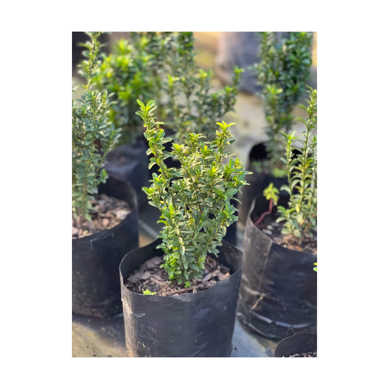 Evónimo (Euonymus japonicus)