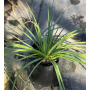 Tritoma (Kniphofia uvaria)