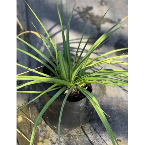 Tritoma (Kniphofia uvaria)