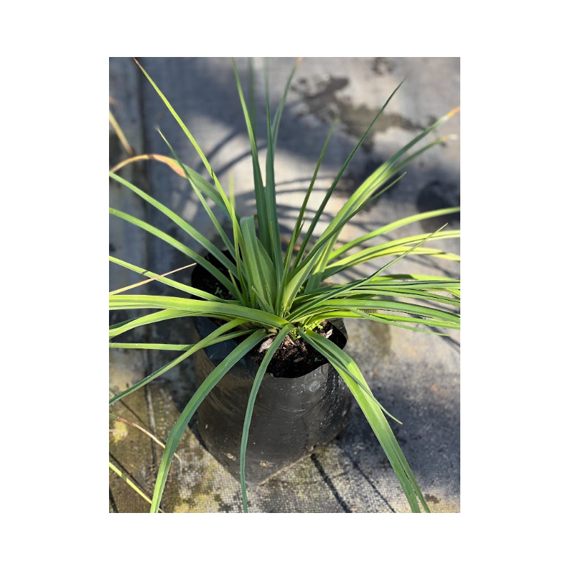 Tritoma (Kniphofia uvaria)