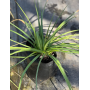 Tritoma (Kniphofia uvaria)