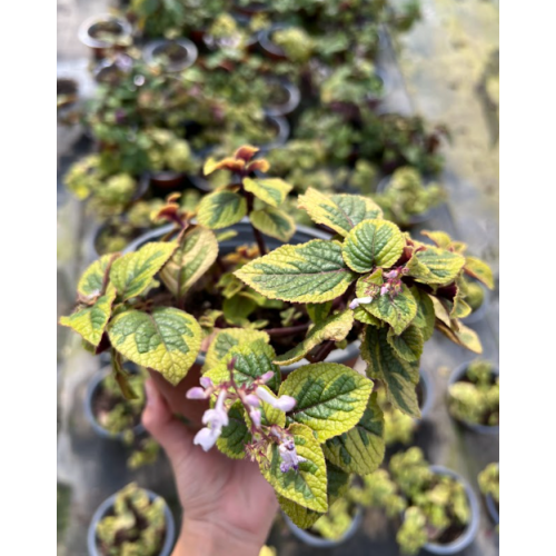 Dólar variegado (Plectranthus verticillatus 'Variegata')