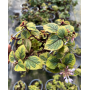 Dólar variegado (Plectranthus verticillatus 'Variegata')