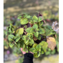 Dólar negro (Plectranthus ciliatus)