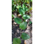 Parrilla blanca (Proustia pyrifolia) — parrilla blanca nativa planta exterior Santiago