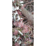 Parrilla blanca (Proustia pyrifolia) — parrilla blanca nativa planta exterior Santiago