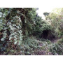 Parrilla blanca (Proustia pyrifolia) — parrilla blanca nativa planta exterior Santiago