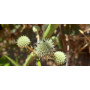 Chupalla, detalle flor