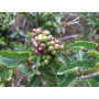 Molle (Schinus latifolius) — molle árbol nativo chile precio