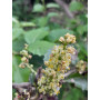Molle (Schinus latifolius) — molle árbol nativo chile precio