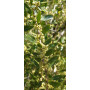 Maitén (Maytenus boaria) — maitén maytenus boaria comprar chile