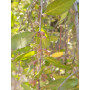 Maitén (Maytenus boaria) — maitén maytenus boaria comprar chile
