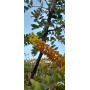 Tara (Tara spinosa) — tara spinosa árbol nativo chile