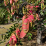 Tara (Tara spinosa) — tara spinosa árbol nativo chile