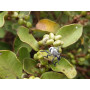 Litre (Lithraea caustica) — litre árbol nativo bajo consumo hídrico chile