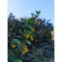 Zarzaparrilla (Ribes punctatum) — zarzaparrilla nativa chile comprar