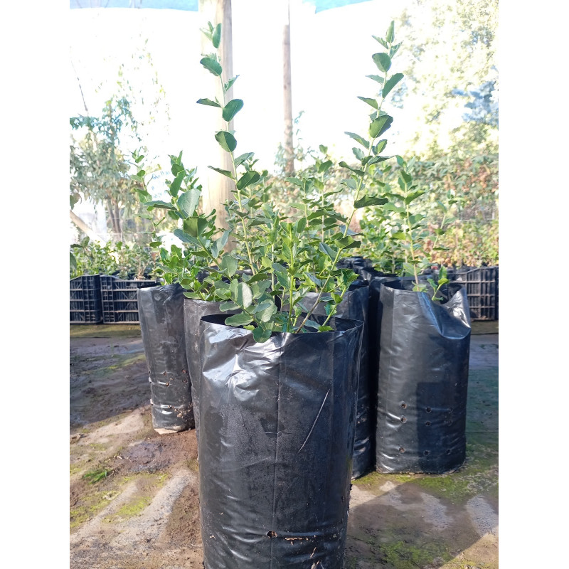 Quillay (Quillaja saponaria) — quillay nativo bajo consumo hídrico chile