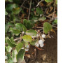 Corcolén (Azara celastrina), fruto