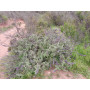 Salvia de cerro (Lepechinia salviae), hábito