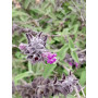 Salvia de cerro (Lepechinia salviae), flor
