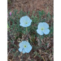 Don diego de la noche (Oenothera acaulis), flor