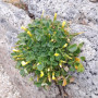 Vinagrillo gordo (Oxalis mirbelii), hábito de crecimiento