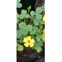 Vinagrillo gordo (Oxalis mirbelii), flor