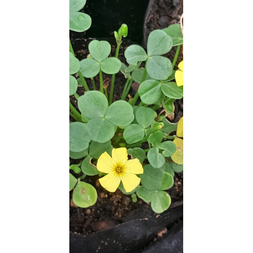 Vinagrillo gordo (Oxalis mirbelii), flor