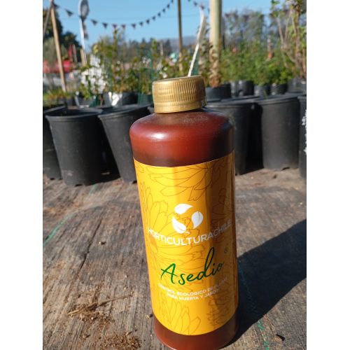 Asedio, 1 L