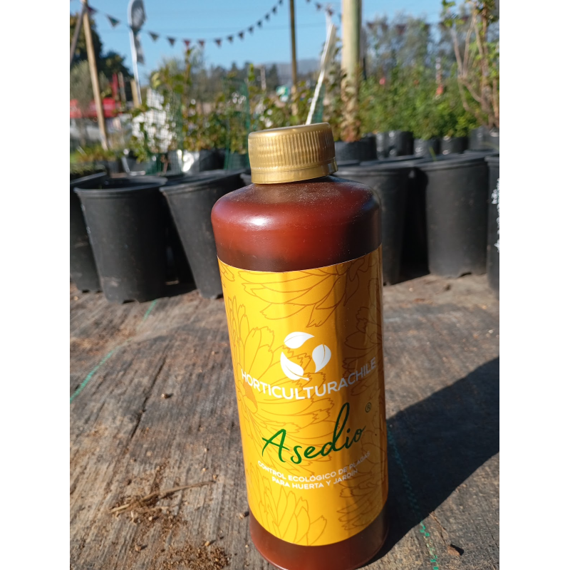 Asedio, 1 L