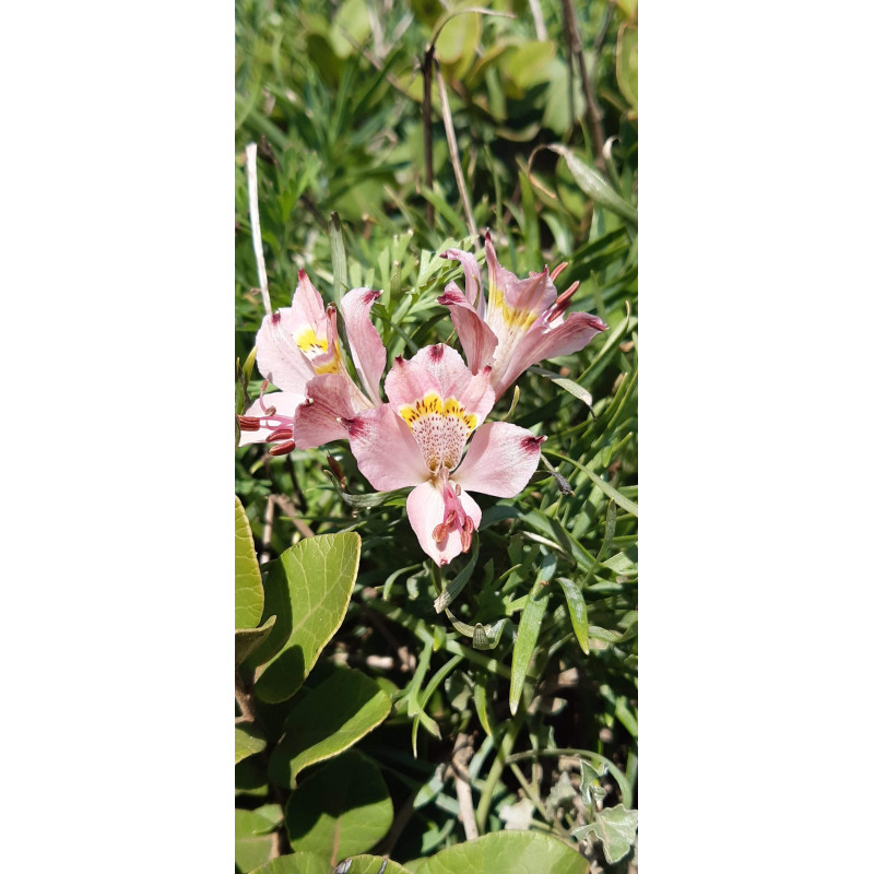 Alstroemeria sp. '24. foto referencial de floración.