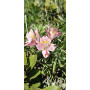 Alstroemeria sp. '24. foto referencial de floración.