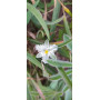 Flor de la plumilla (Trichopetalum plumosum), flor